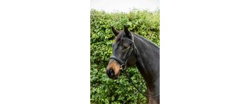 Padded Comp CAV bridle