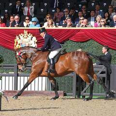 Supreme horse title in 2017 at Royal Windsor Horse Show