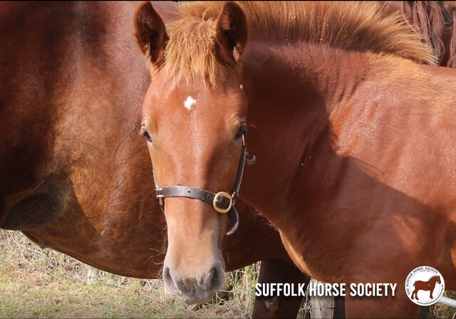 Suffolk foal