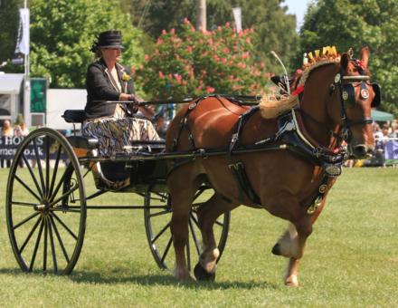 Suffolk Punch Ladies cart