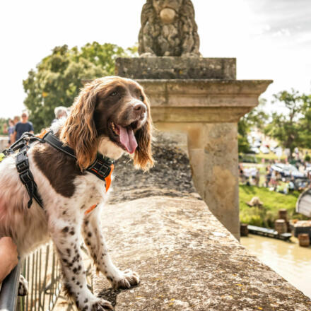 Burghley 2025 Saturday dog