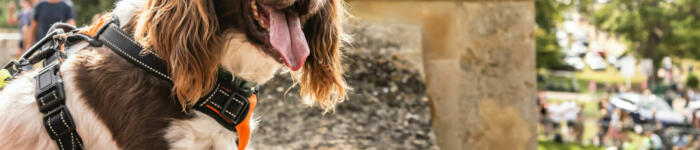 Burghley 2025 Saturday dog